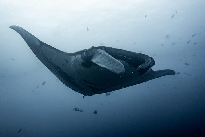 Catalina Island Diving Tour From Tamarindo and Langosta - Photo 1 of 15